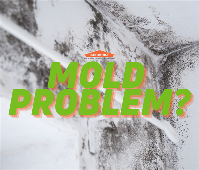 Mold Problems